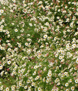 Erigeron karvinskianus, Erigeron mucronatus