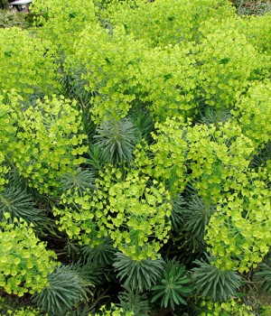 Euphorbia characias