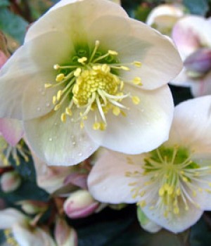 Helleborus