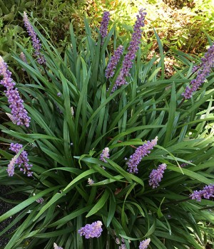 Liriope muscari o Liriope platyphylla