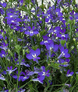 Lobelia erinus