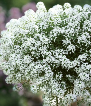 Lobularia maritima, Alyssum maritimum