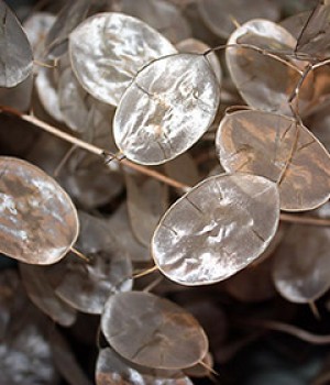 Lunaria annua