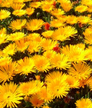 Mesembryanthemum criniflorum