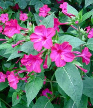 Mirabilis jalapa