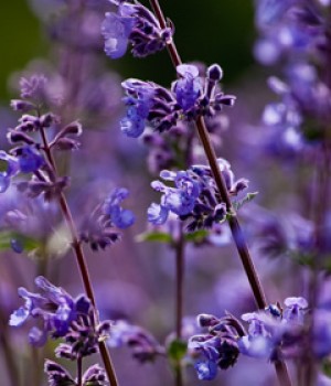 Nepeta sp.