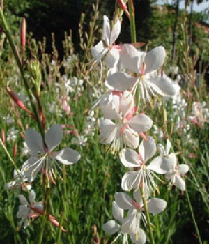 Oenothera lindheimeri, Gaura lindheimeri