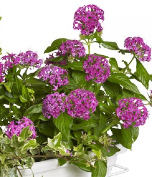 Pentas lanceolata
