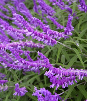 Salvia leucantha