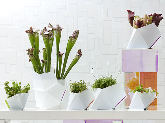 Decorativas carnívoras