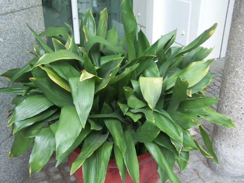 Aspidistra elatior, planta de interior muy resistente