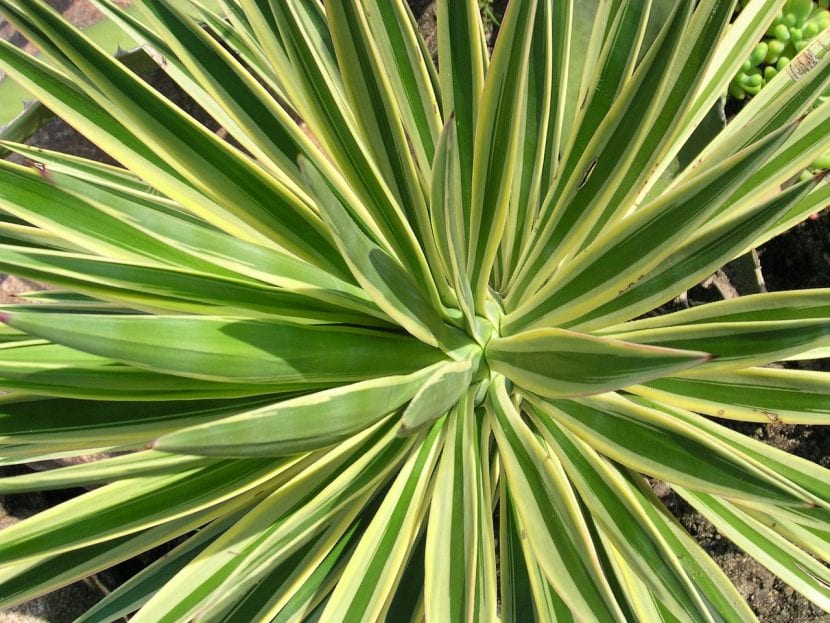 Yucca elephantipes cultivada en maceta