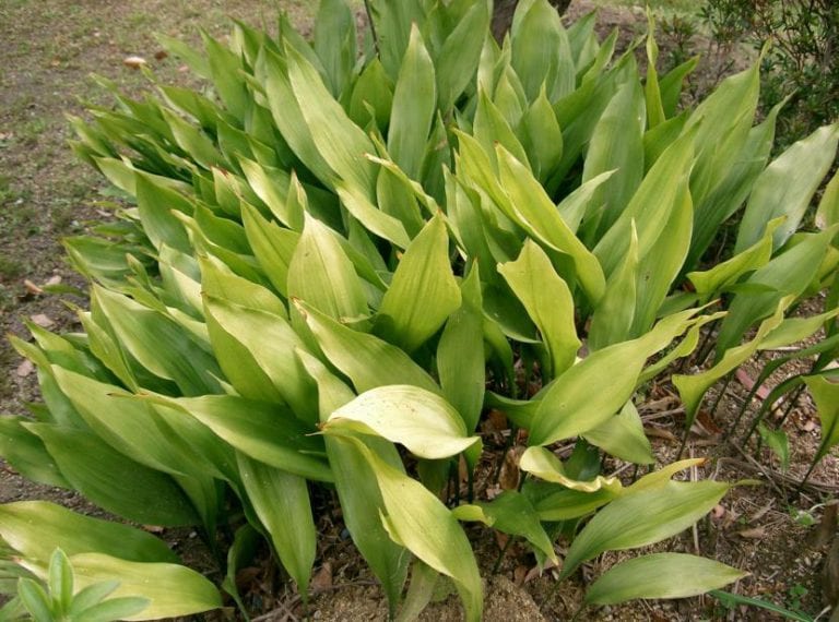 Hojas lanceoladas de Aspidistra elatior en una maceta