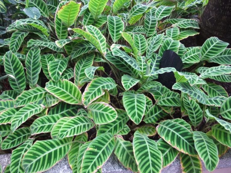 Hojas rayadas de Calathea zebrina