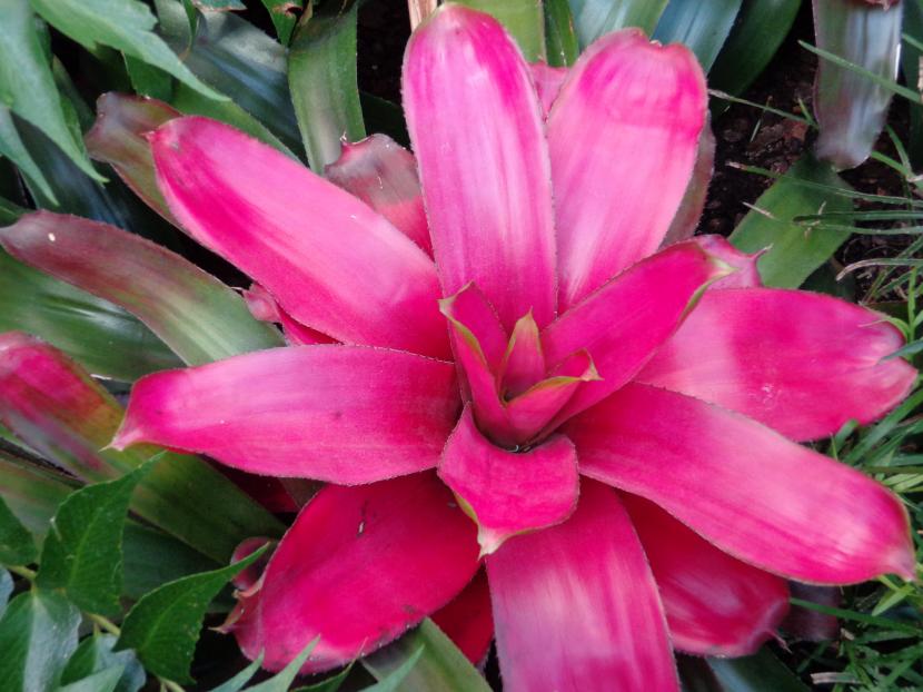 Plantas de interior que aguantan rincones con poca luz