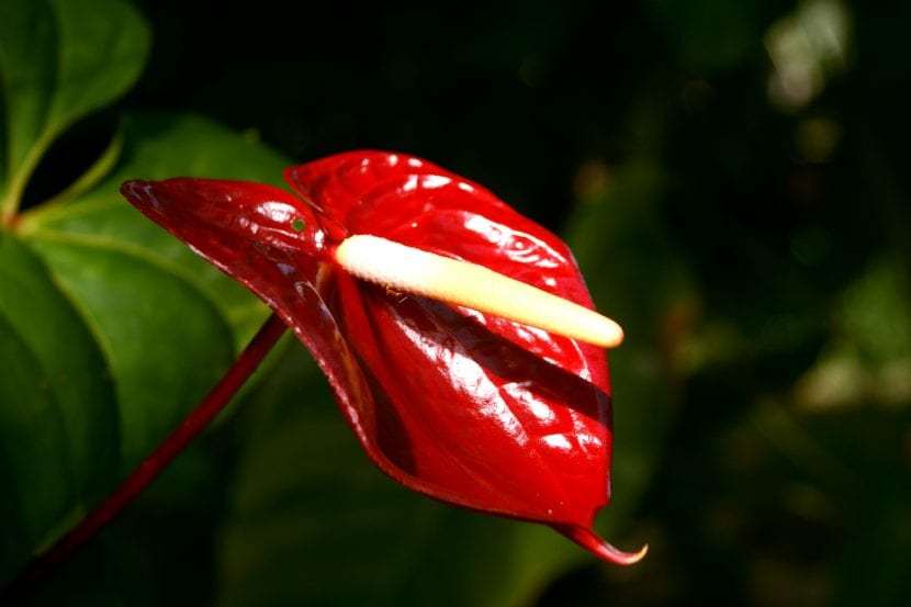 Anthurium con espata roja brillante y espádice central