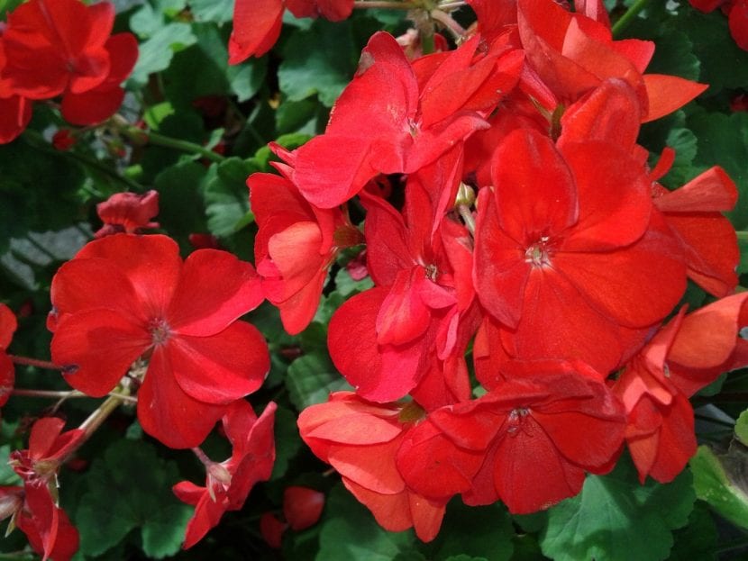Begonia tuberosa en flor