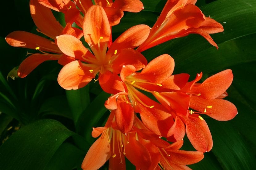 Umbela de flores rojo anaranjadas de Clivia miniata