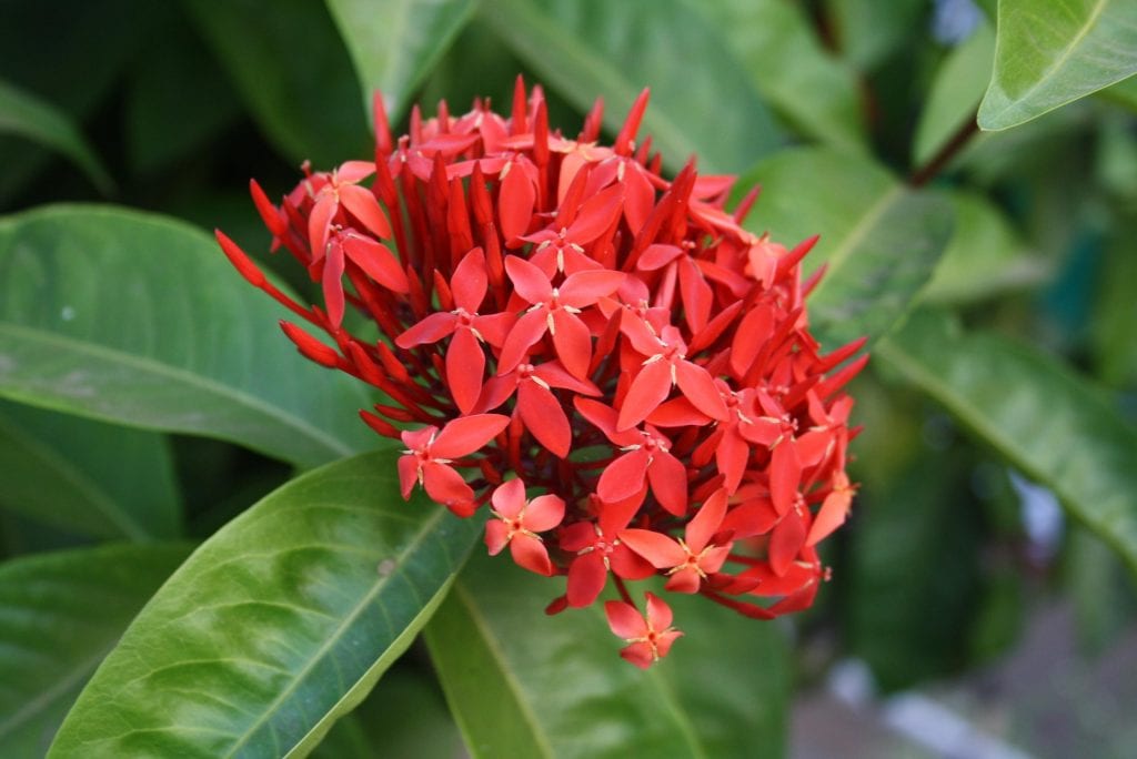 Cinco plantas de interior con flores rojas y sus cuidados