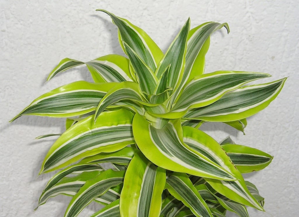 5 plantas de interior grandes que funcionan en un piso