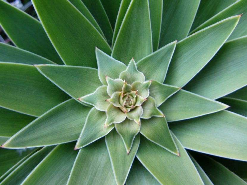 Dracaena de interior con tronco leñoso y penacho de hojas