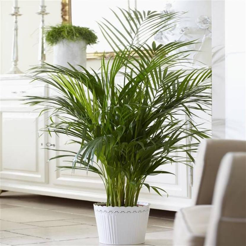 Palmera areca, Dypsis lutescens, cultivada en maceta