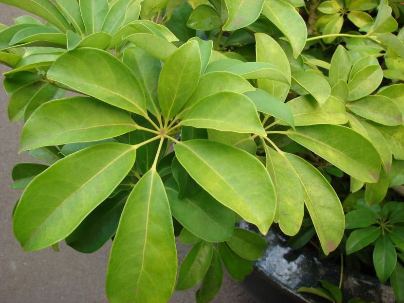 Schefflera arboricola o cheflera cultivada en maceta de interior