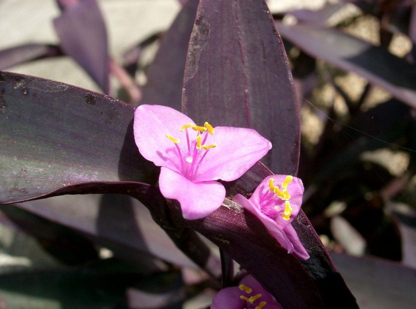 Tradescantia pallida Purpurea de hojas moradas