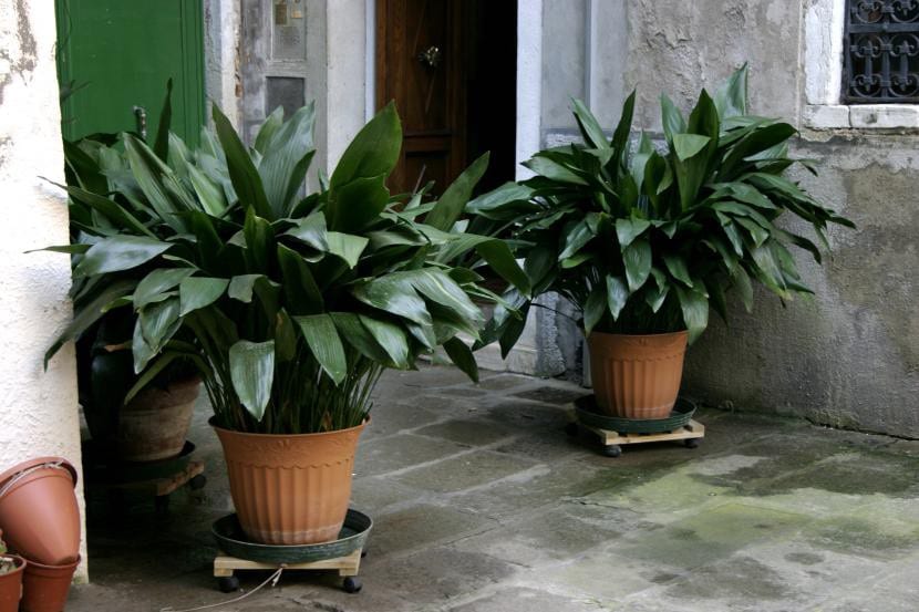 Mata de Aspidistra elatior con hojas verdes lanceoladas