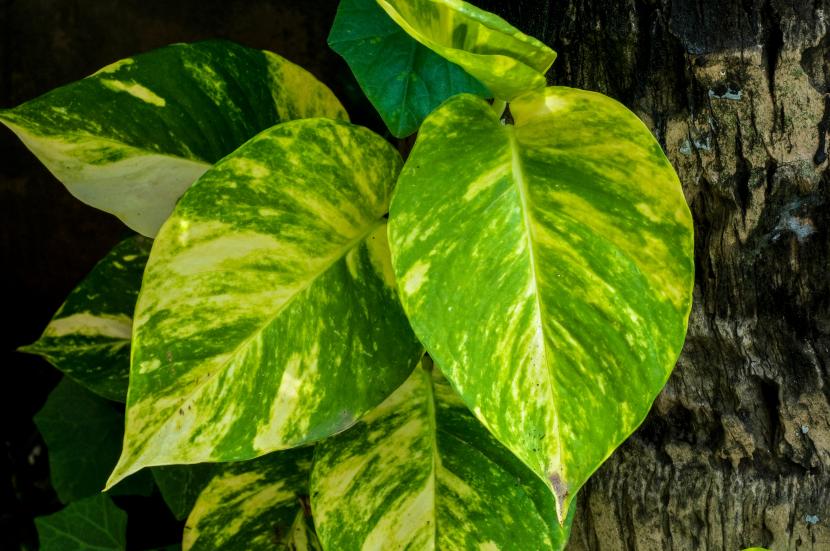 6 plantas de interior que necesitan poca luz