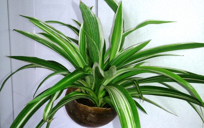 Cinta o Chlorophytum comosum con sus hojas arqueadas