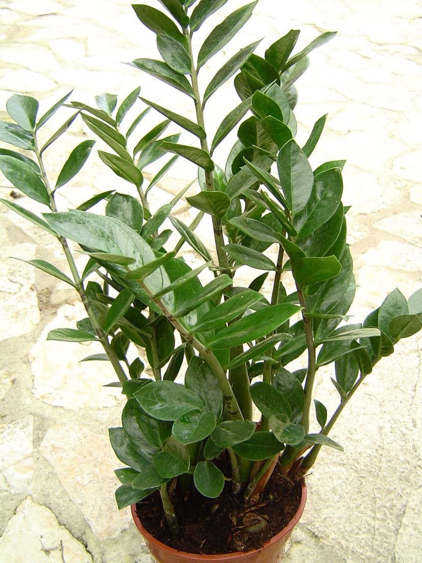 Zamioculcas zamiifolia con sus hojas compuestas de folíolos brillantes