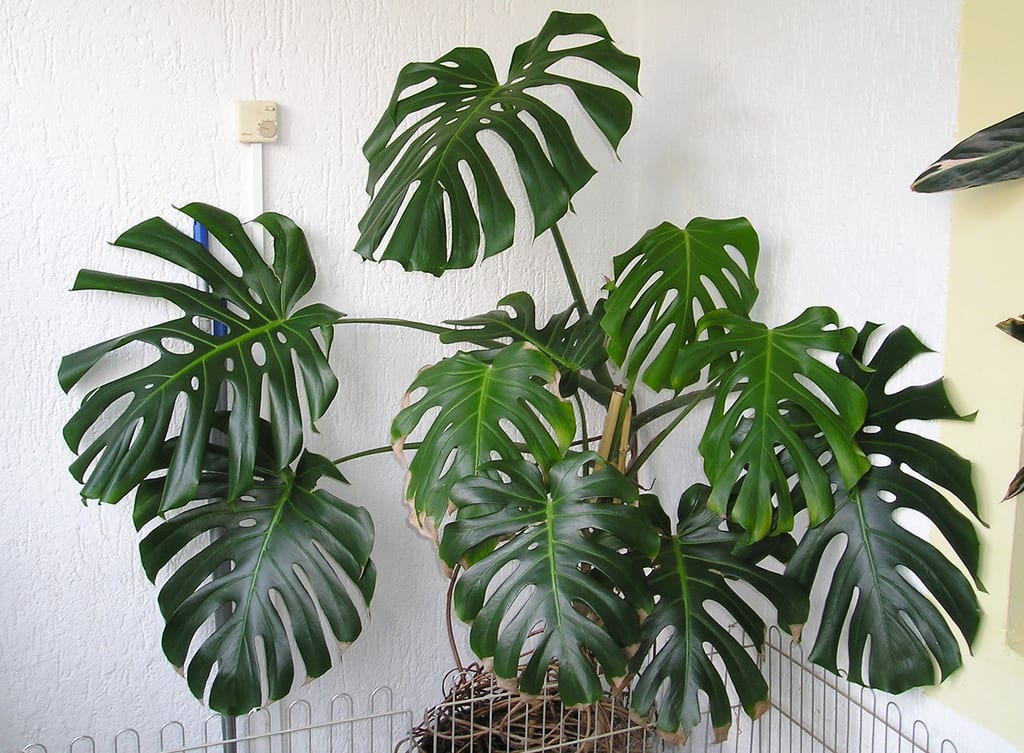 7 plantas de interior que necesitan poca luz