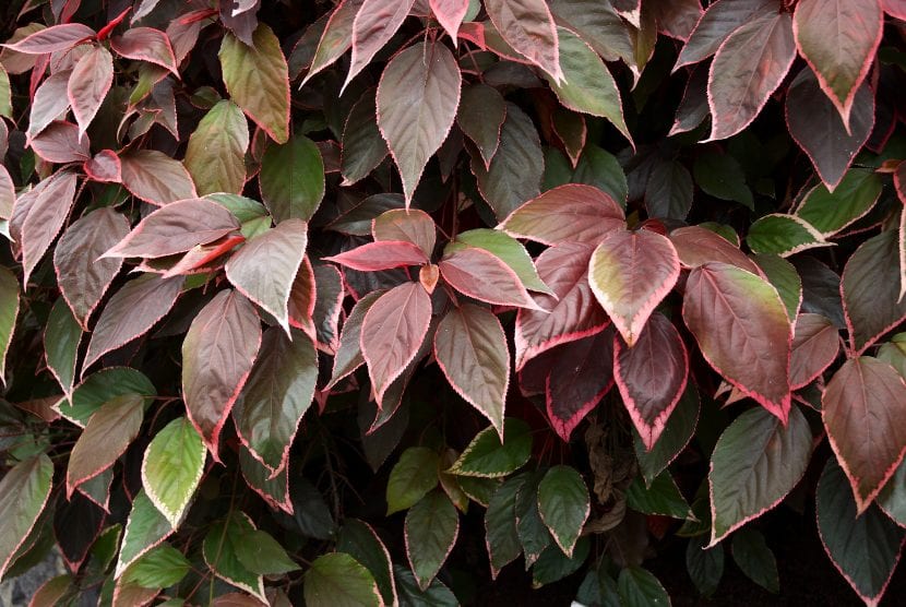Hojas jaspeadas de cobre y rosa de Acalypha wilkesiana