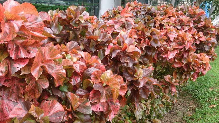 Acalypha wilkesiana 'Mosaica' con manchas rojas y naranjas