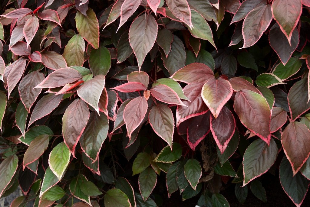 Acalifa: cuidados, luz, poda y esquejes de Acalypha