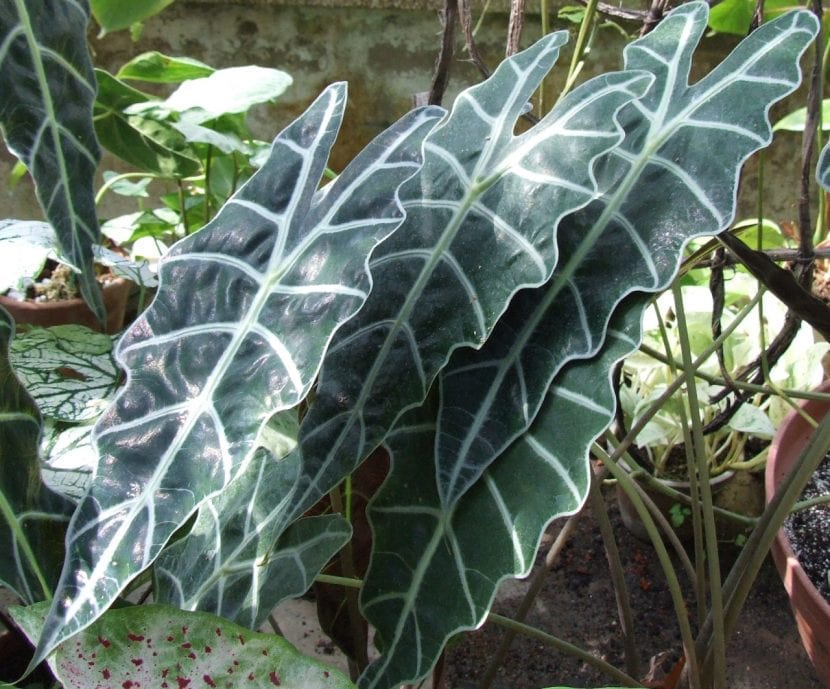 Ejemplar de Alocasia x amazonica en maceta