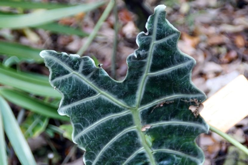 Detalle de la hoja de Alocasia x amazonica con nervios plateados