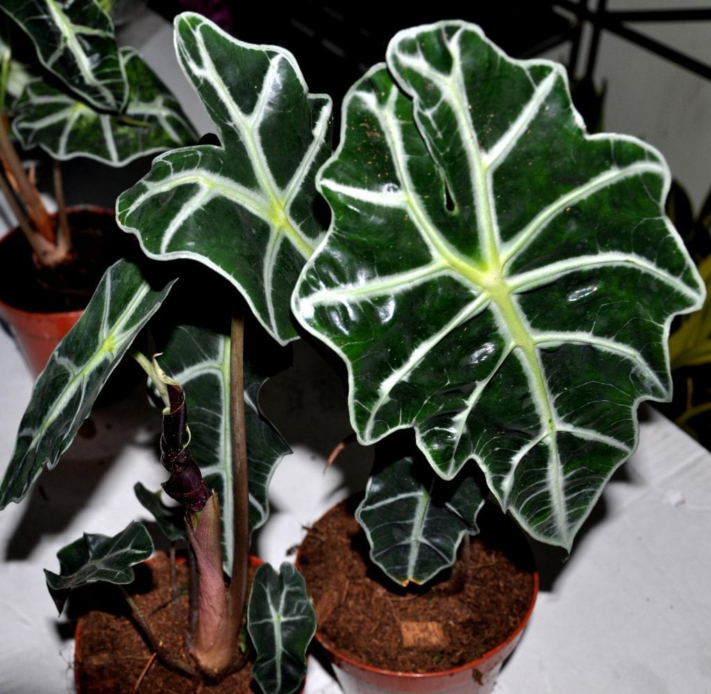 Alocasia amazonica: riego, luz, reposo invernal y división