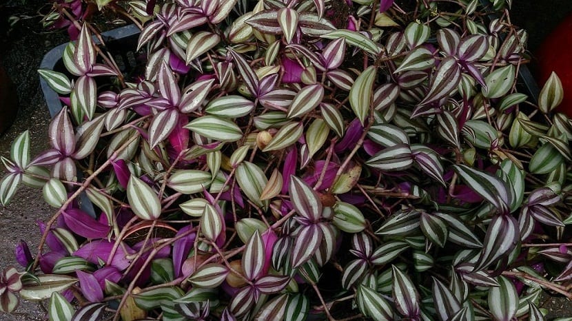 Tradescantia o amor de hombre en maceta colgante