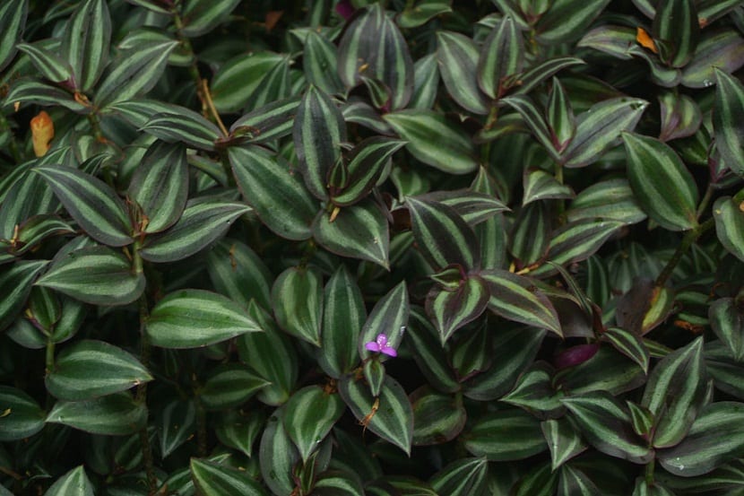 Distintos tipos de Tradescantia con hojas de colores