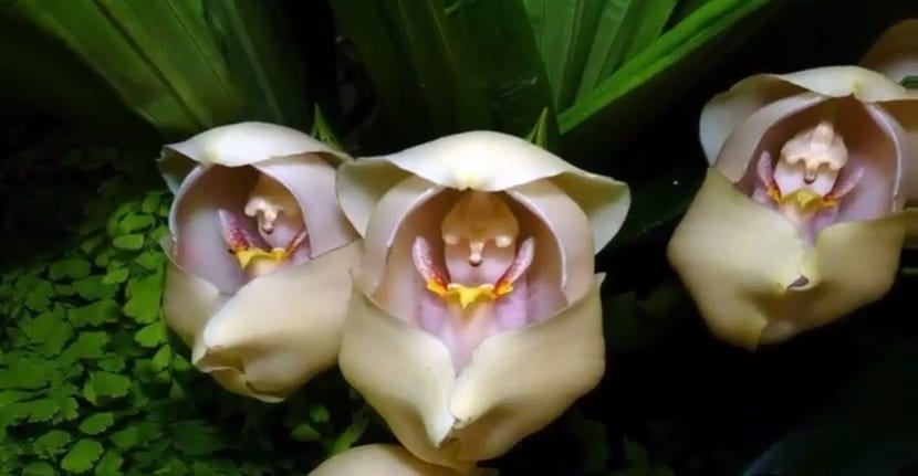 Flor de Anguloa uniflora, la orquídea tulipán