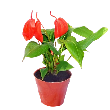 Anthurium scherzerianum: el anturio de espádice rizado