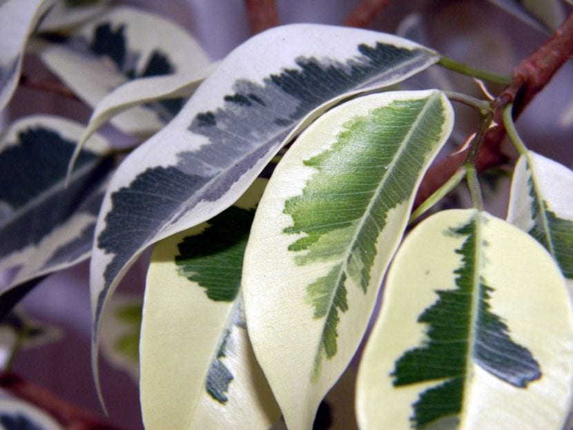 Ficus de interior en una habitación luminosa