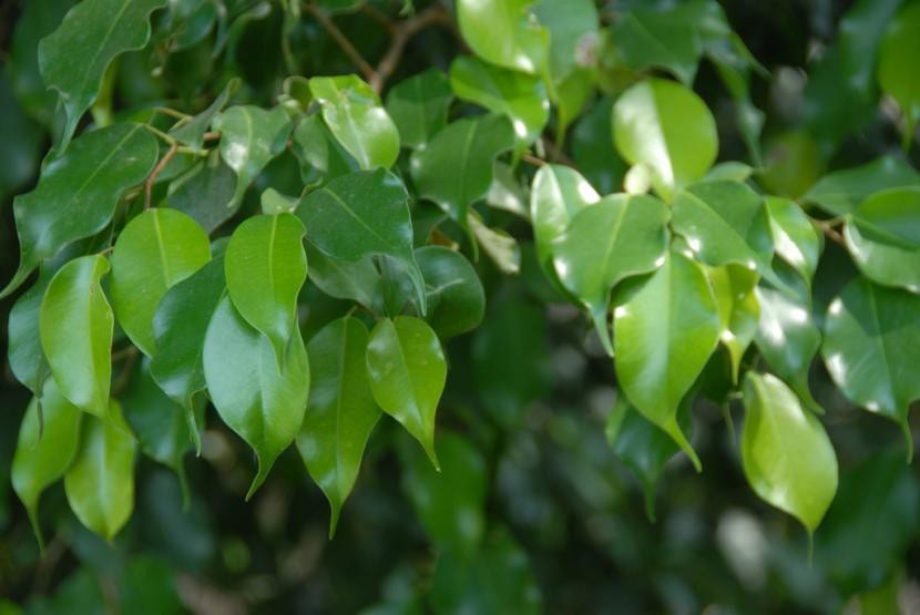 Ficus benjamina de porte arbóreo cultivado en maceta