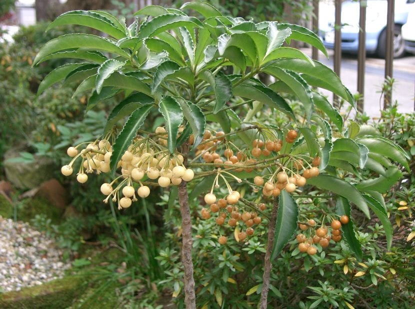 Frutos rojos de Ardisia crenata sobre el follaje verde oscuro