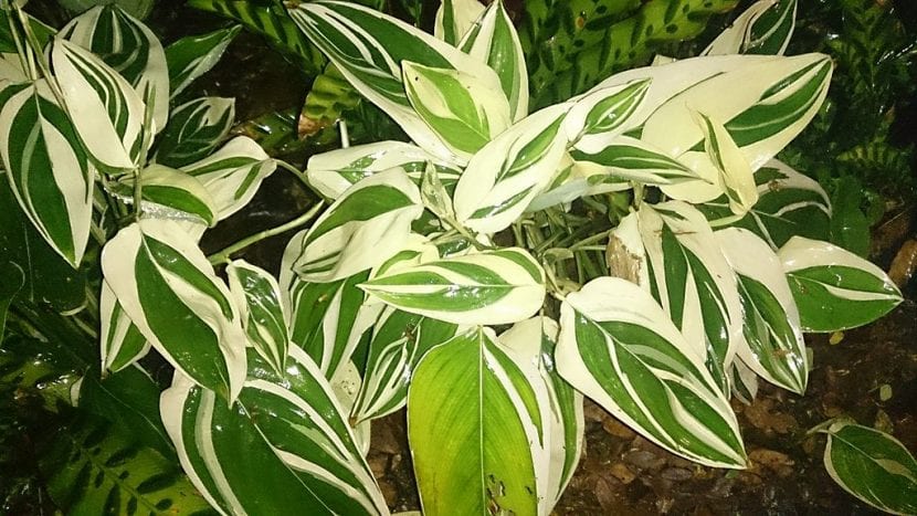 Arrurruz de hoja variegada Maranta arundinacea Variegata