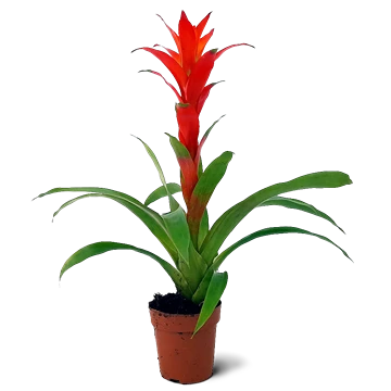 Guzmania lingulata: cuidados, riego en el tanque e hijuelos