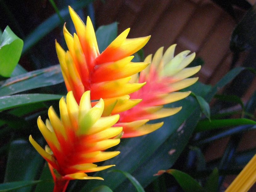 Vriesea carinata con inflorescencia ramificada