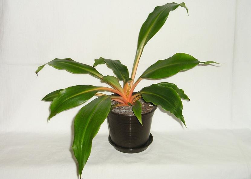 Chlorophytum orchidastrum con los pecíolos anaranjados